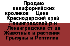 Продаю калифорнийских кроликов  › Цена ­ 400 - Краснодарский край, Ленинградский р-н, Ленинградская ст-ца Животные и растения » Грызуны и Рептилии   